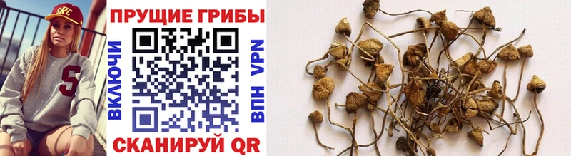 Псилоцибиновые грибы Psilocybine cubensis  OMG зеркало  Славянск-на-Кубани 